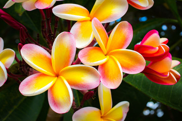 Beautiful Tropical Flowers in Hawaii