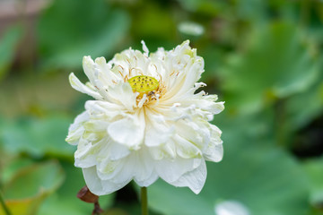 Lotus blossom in the backyard