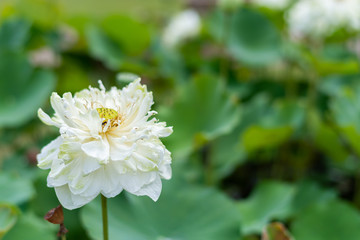 Obraz na płótnie Canvas Lotus blossom in the backyard