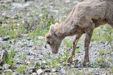 Grazing Wild Mountain Goat along a stream in Jasper National Park