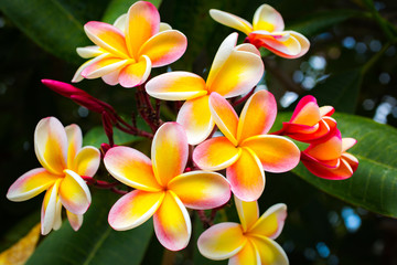 Obrazy na Szkle  Piękne tropikalne kwiaty na Hawajach