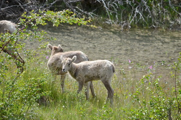 Obraz na płótnie Canvas Grazing Wild Mountain Goats along a stream in Jasper National Park