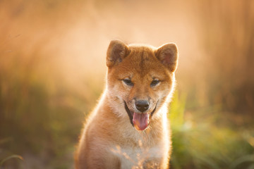 Beautiful Young Red Shiba Inu Puppy Dog Sitting Outdoor In Grass During golden Sunset.