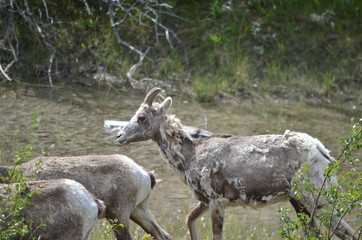 Naklejka na ściany i meble Grazing Wild Mountain Goats along a stream in Jasper National Park