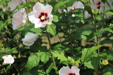 Hibiskus, Roseneibisch, Blume, Blumen, weiß, Garten, Biene © JeOs