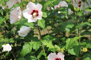 Hibiskus, Roseneibisch, Blume, Blumen, weiß, Garten, Biene