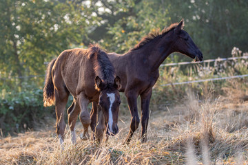 zwei Fohlen im langen, trockenen Gras auf der Koppel