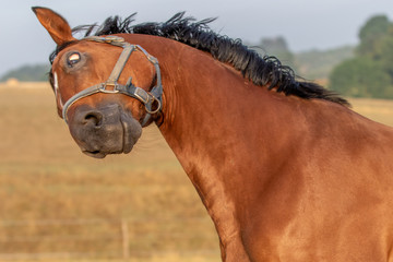 Pferd schüttelt den Kopf