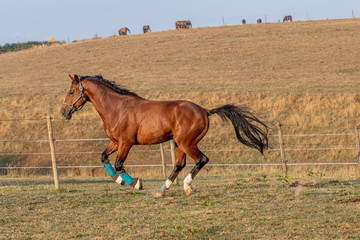 galoppierendes Pferd auf cder Sommerweide