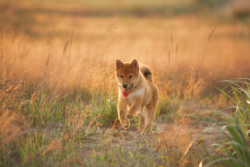 Obraz na płótnie Canvas Cute and crazy Young Red Shiba Inu Puppy Dog running fast In the Meadow at golden sunset