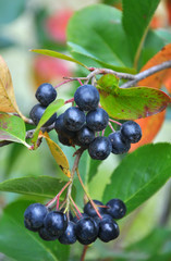 Berries ripen on the branch of the bush Aronia melanocarpa