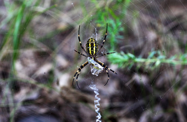 Argiope spider sits on a web