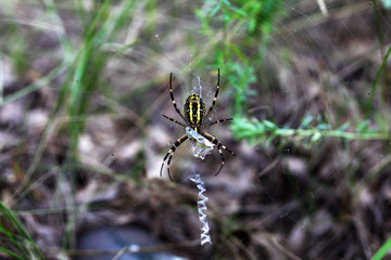 Argiope spider sits on a web