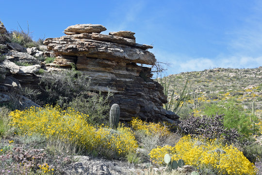Sonoran desert in the spring with blooming brittlebush