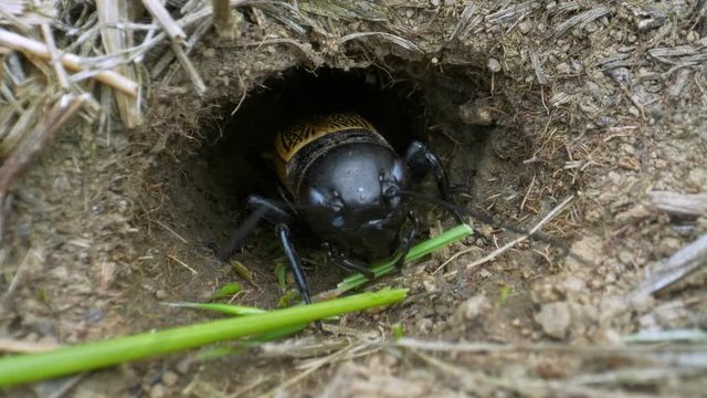 Field cricket (Gryllus campestris) eating grass