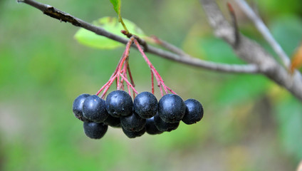 Berries ripen on the branch of the bush Aronia melanocarpa