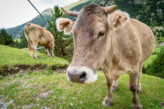 Brown cow face , selective focus on a mountain side.Vall de Nuria in Catalan Pyrenees, Spain.