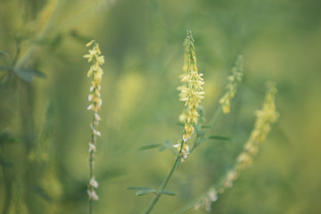 yellow flower of herbal Melilotus officinalis in the field