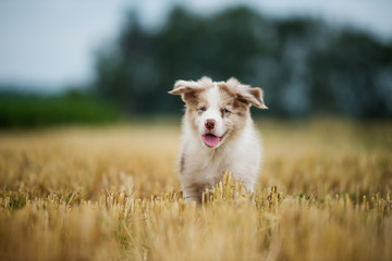 Border collie puppy in a stubblefield