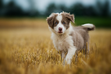 Border collie puppy in a stubblefield - obrazy, fototapety, plakaty
