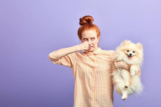 angry frustrated girl closing her nose with fingers, holding stinky dog. close up portrait, isolated blue background, studio shot