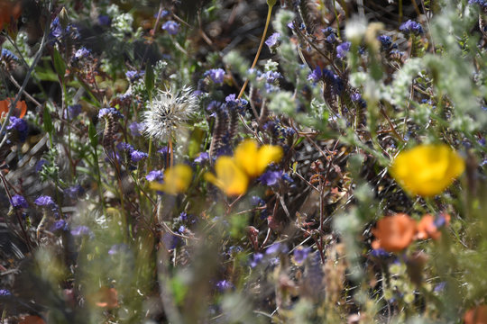 Wildflowers in the Arizona desert in spring