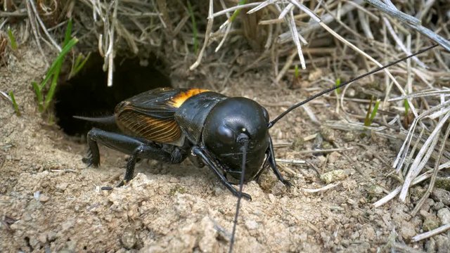 Field cricket (Gryllus campestris) at the burrow