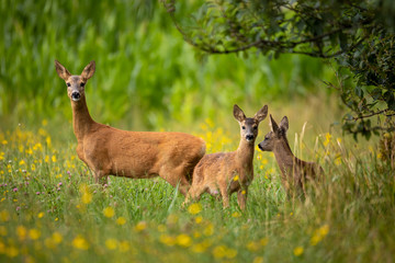Row deer family on meadow with trees, Czech wildlife - obrazy, fototapety, plakaty
