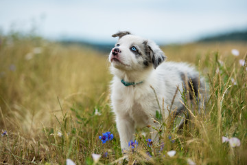 Naklejka na ściany i meble Border collie puppy in a flower meadow looking up