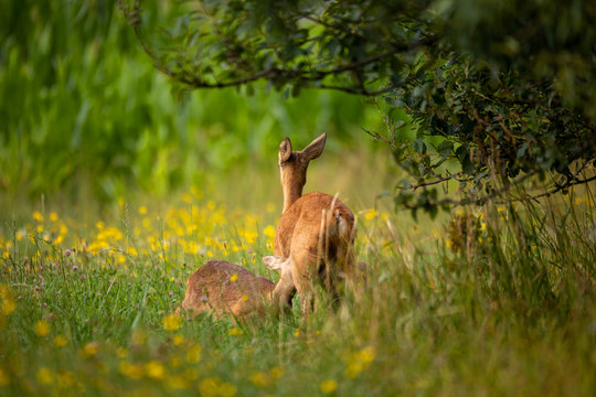Row deer baby drink milk from mother on meadow with trees, Czech wildlife