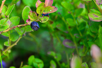 Blueberry berries close-up. Blueberry berry on a branch close up in the woods. Copy space.