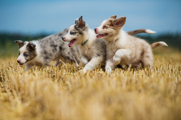 Naklejka na ściany i meble Cute puppies running in a stubble field