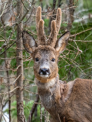 Roa Deer with Velvet antlers