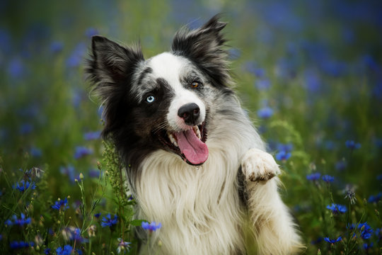 Border collie in a cornflower field lift the paw