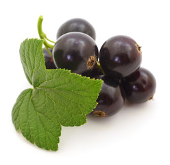 Black currants isolated.