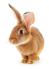 Fototapeta premium Brown rabbit on white.