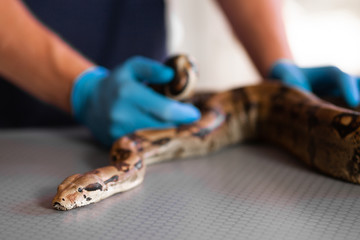 Sick or wounded snake at veterinarian treating exotic pets.