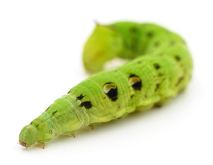 Green caterpillar isolated.