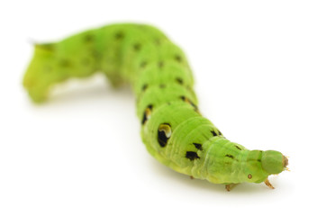 Green caterpillar isolated.