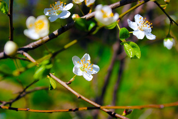  nature, spring, flowers, tree, branch, park, april, march, may, sun, leaf, blossom, vase, apple blossom, blossom, cherry blossom, purple flower, ray, light, heat, sky, background