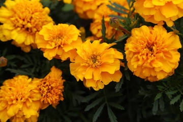 orange blüte einer Blume im Beet