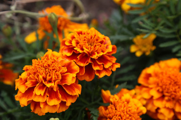 orange blüte einer Blume im Beet