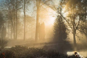Foggy morning in the park