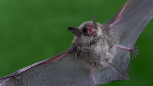 A bat with open wings in the hands of a man