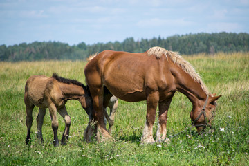 Obraz na płótnie Canvas mare and foal