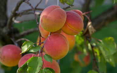 Real photo of apricots on a branch