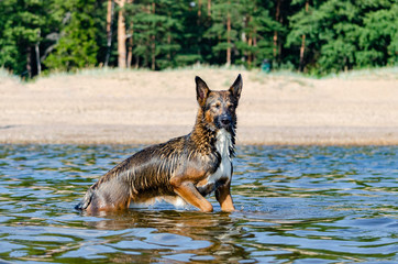 The Gulf of Finland. Young energetic half-breed dog is jumping over water. Doggy is playing in water. Sunstroke, health of pets in the summer. How to protect your dog from overheating.