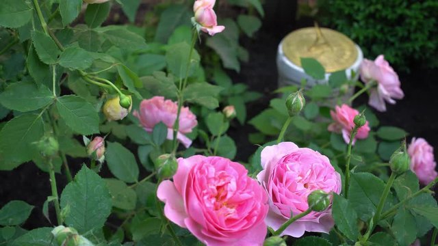 English roses in traditional garden with sundial on background