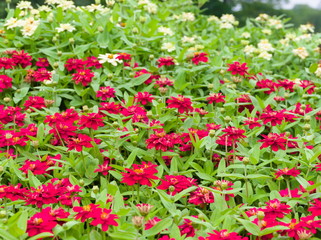 red flowers in the garden