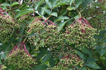 Berries. Green elderberry berries mature on branches.